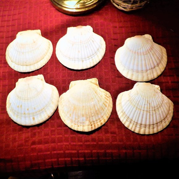 Set of (6) SEA SHELLS ~ Many Uses - Picture 2 of 3